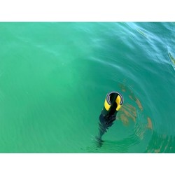 Revolve boat hook. Retractable